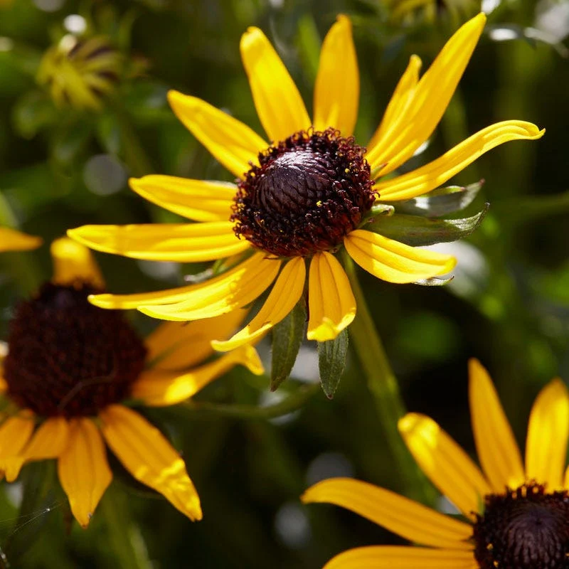 Little Goldstar Black Eyed Susan - Image 3