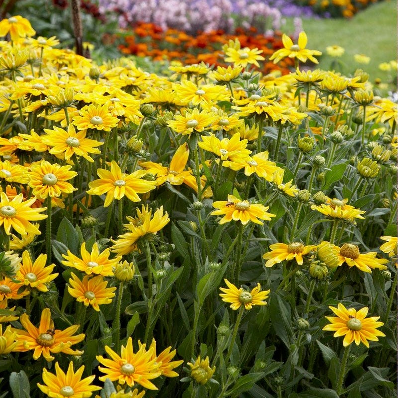 Prairie Sun Black Eyed Susan - Image 2