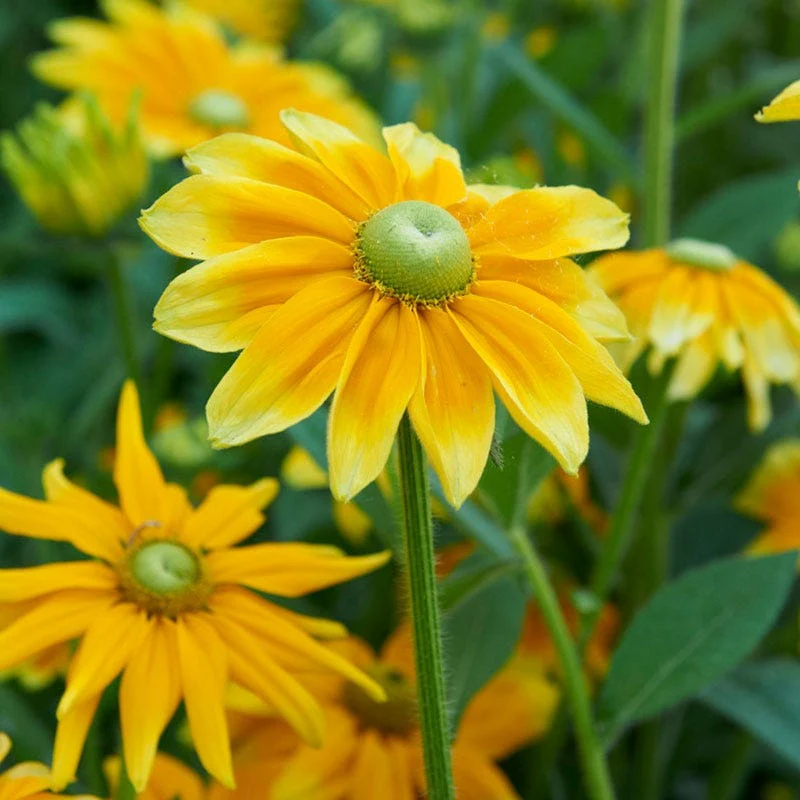 Prairie Sun Black Eyed Susan - Image 3