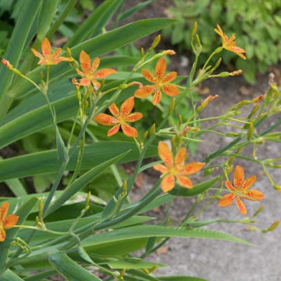 Blackberry Lily - Image 2