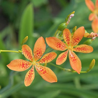 Blackberry Lily - Image 3