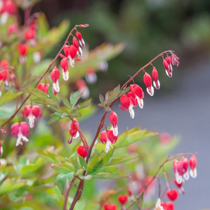 Valentine® Bleeding Heart - Image 3