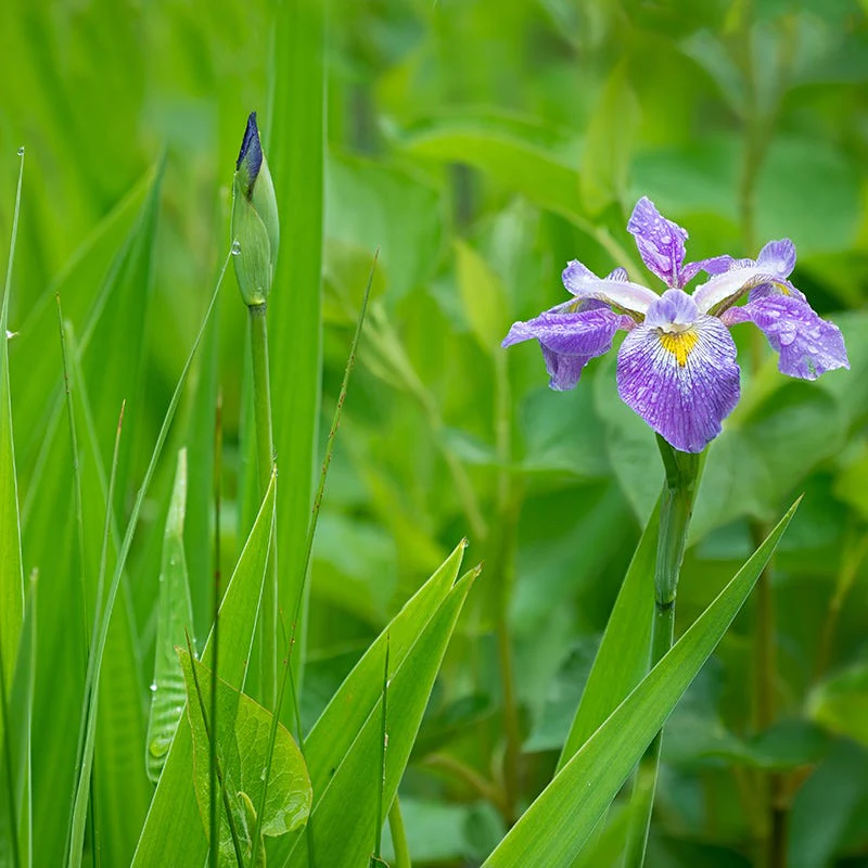 Southern Blue Flag Iris - Image 2
