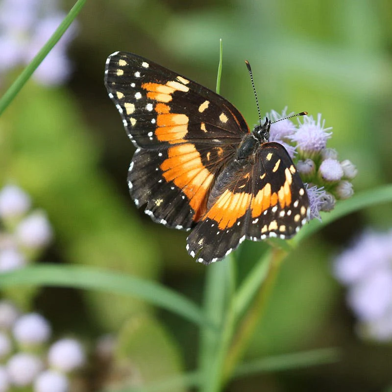 Blue Mistflower - Image 2