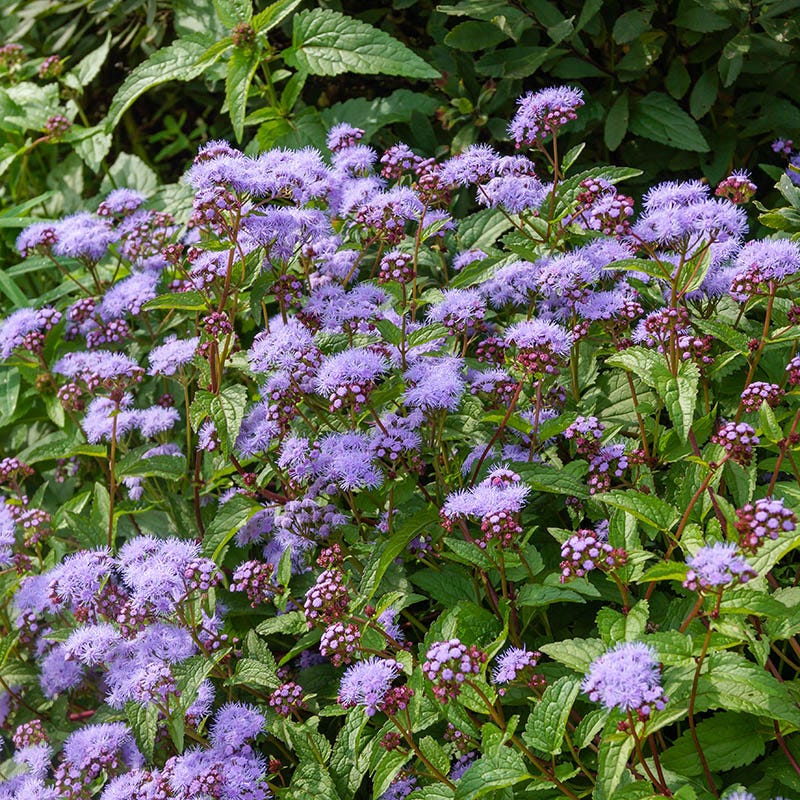 Blue Mistflower - Image 3
