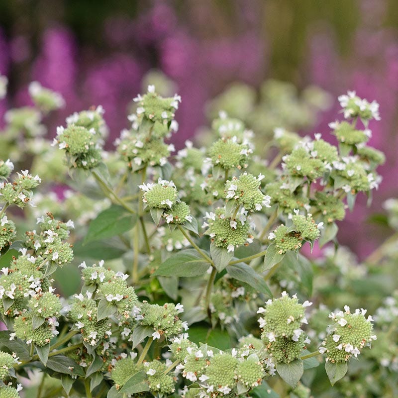 Blunt Mountain Mint - Image 2