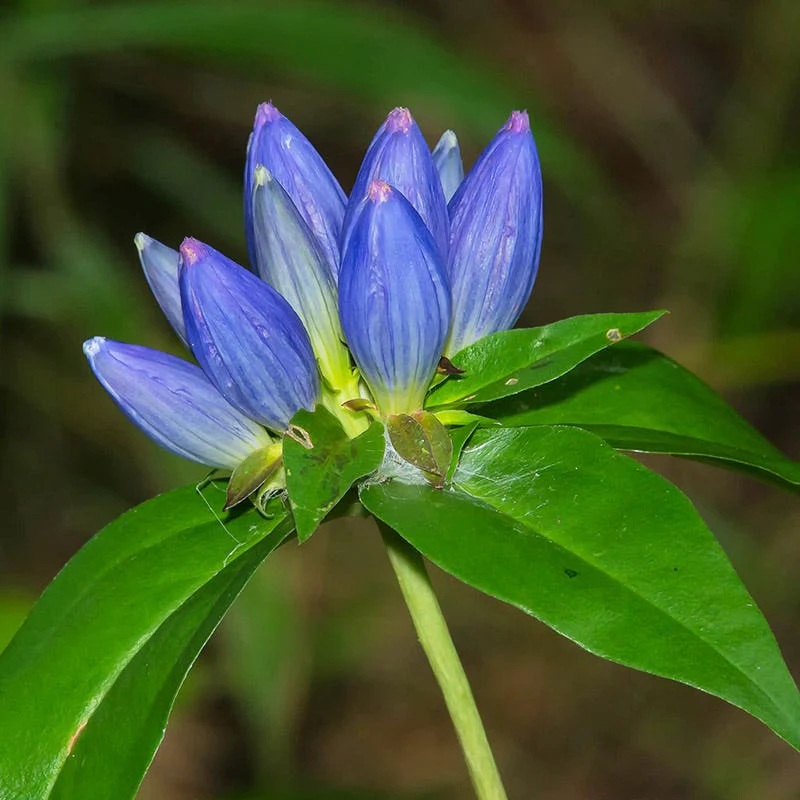 Bottle Gentian - Image 2