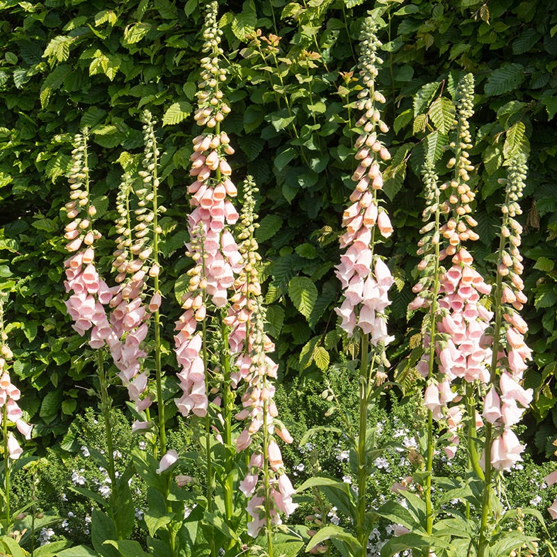 Brilliant Cottage Garden Plant Collection - Image 3