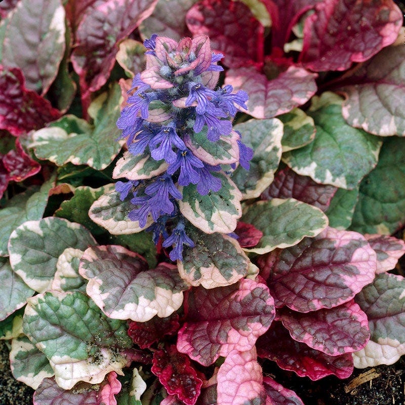 Brilliant Cottage Garden Plant Collection - Image 4