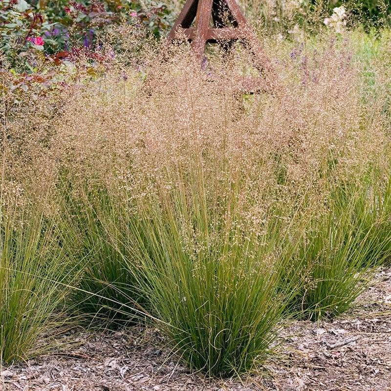 Bumblebee Burrow Native Plant Collection - Image 4
