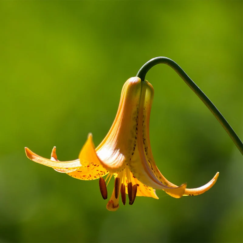Canada Lily - Image 2