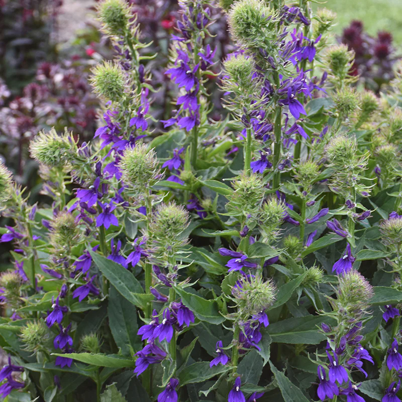 Starship™ Blue Lobelia - Image 2