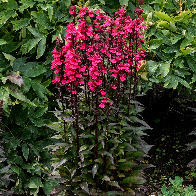 Starship™ Deep Rose Lobelia - Image 2
