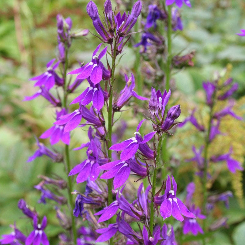 Vedrariensis Lobelia - Image 3