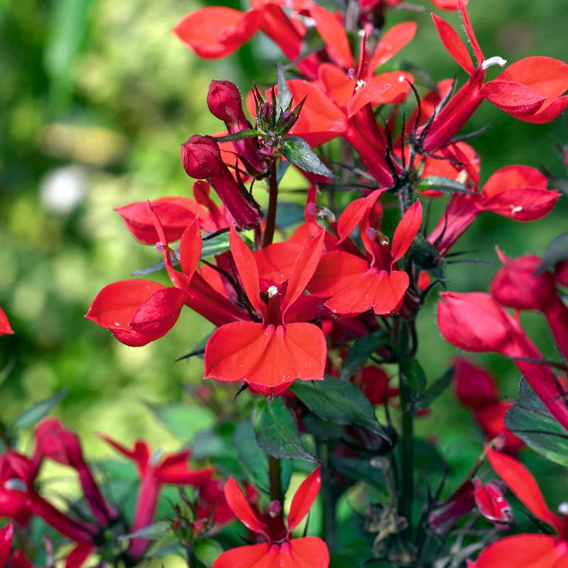 Queen Victoria Lobelia - Image 2