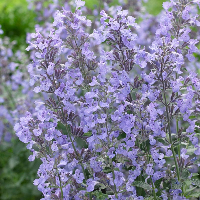 Junior Walker Nepeta - Image 3