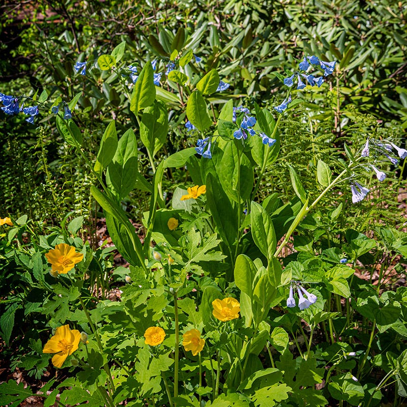 Celandine Poppy - Image 3