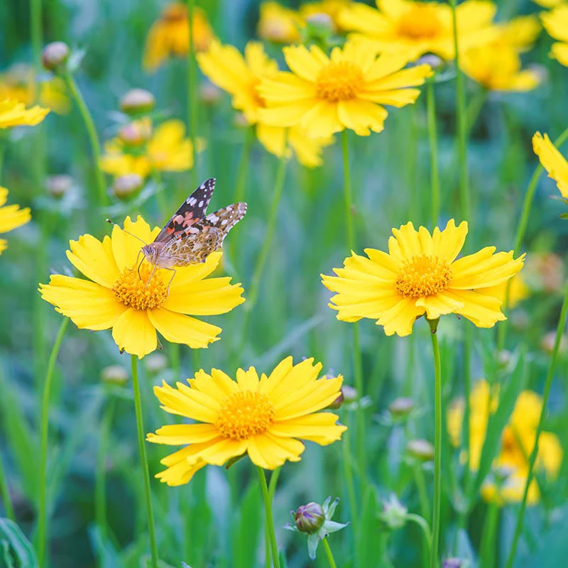 Ecoregion Native Plant Collection - Central USA Plains - Image 5