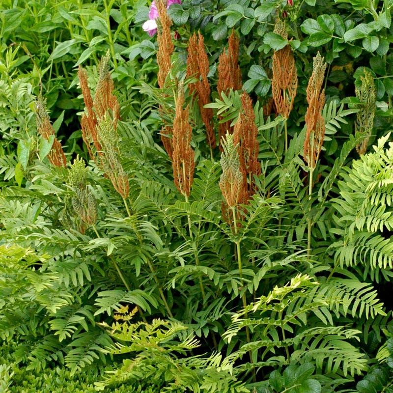 Cinnamon Fern - Image 3