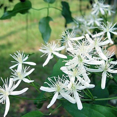 Sweet Autumn Clematis Vine - Image 4