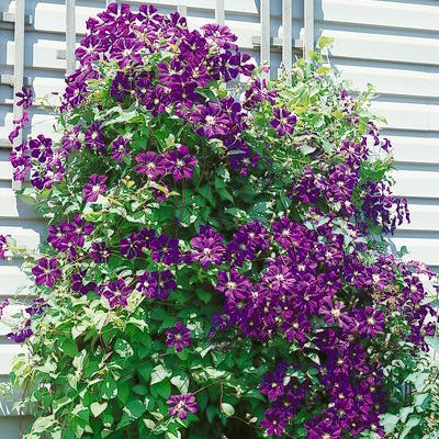 Jackmanii Clematis Vine - Image 2