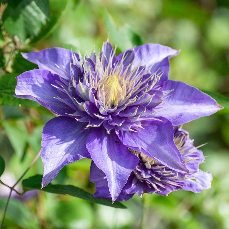 Multi Blue Clematis Vine - Image 3