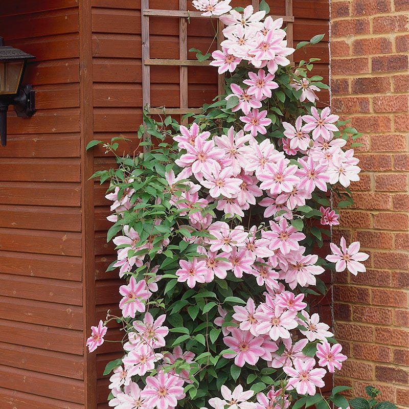Nelly Moser Clematis Vine - Image 2