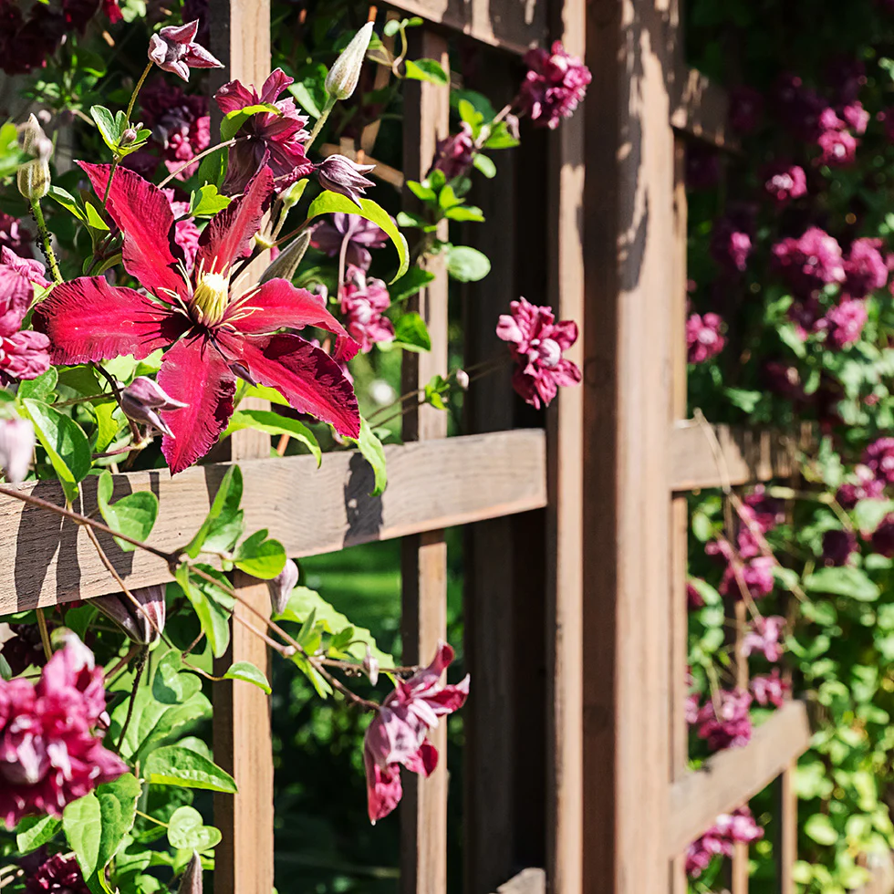 Rebecca™ Clematis Vine - Image 2