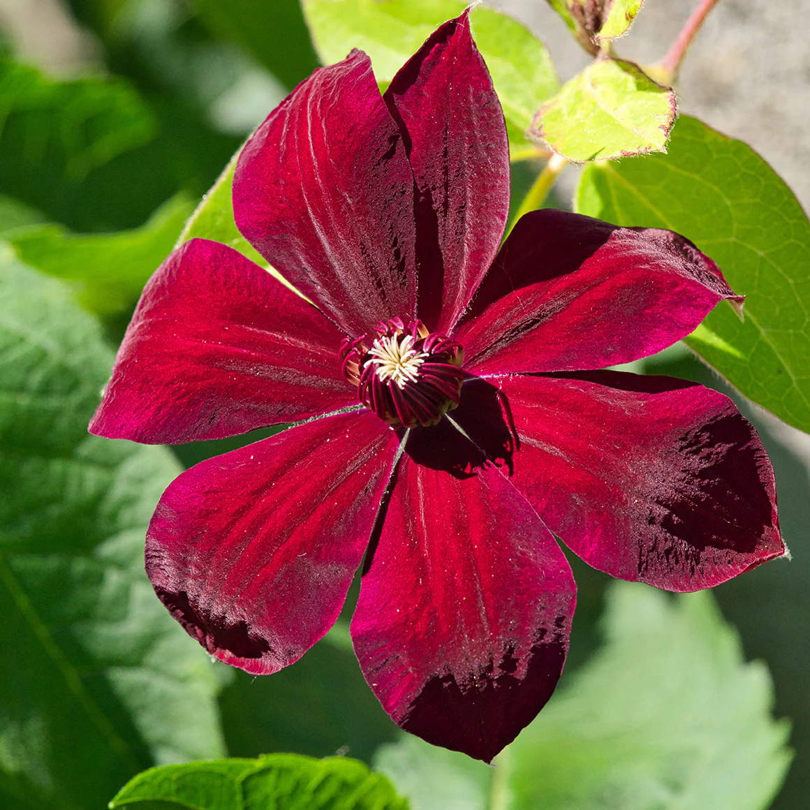 Rebecca™ Clematis Vine - Image 3