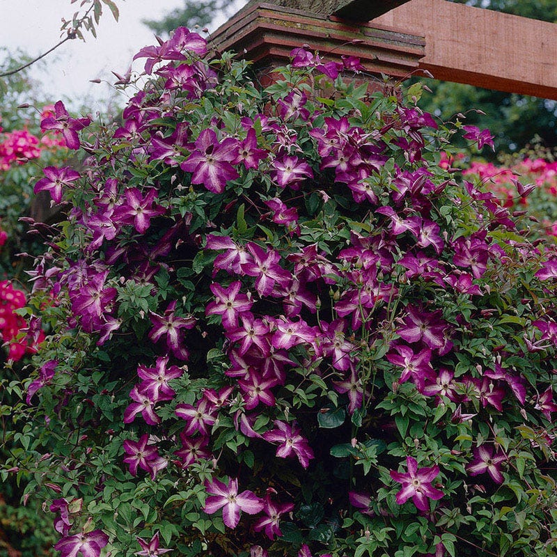 Venosa Violacea Clematis - Image 2