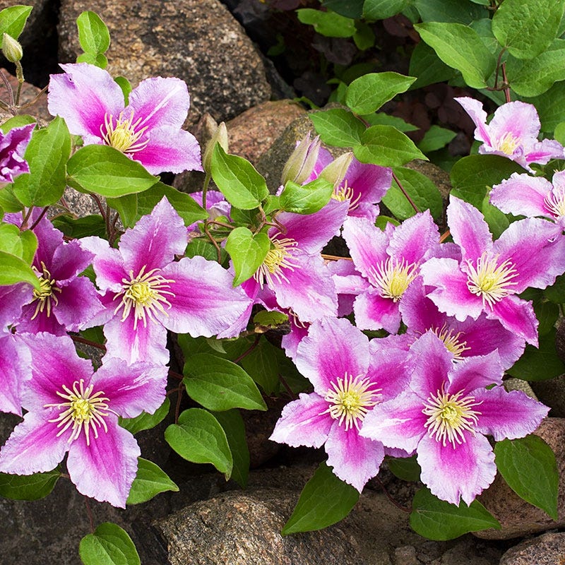 Piilu® Clematis Vine - Image 3