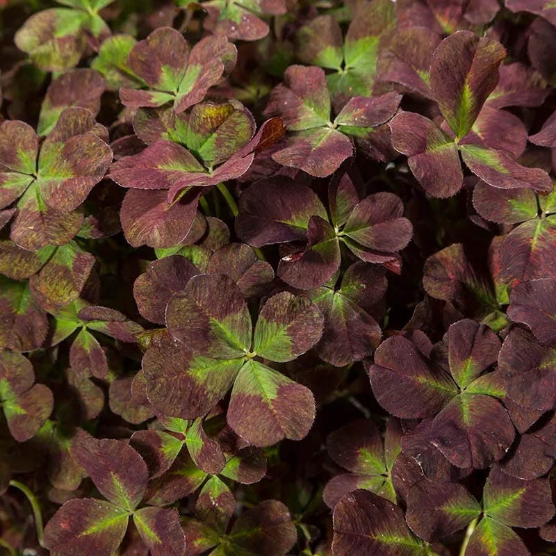 Clover Tapestry Lawn Plant Collection - Image 3