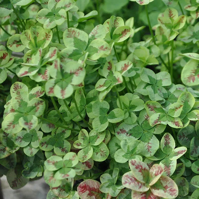 Clover Tapestry Lawn Plant Collection - Image 4