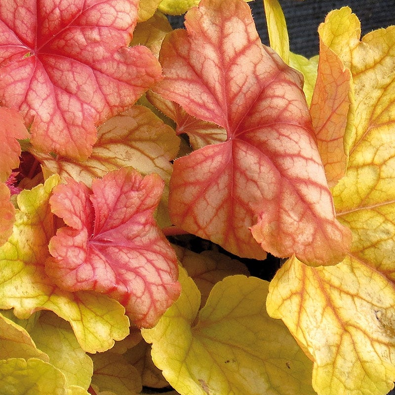 Champagne Coral Bells - Image 3