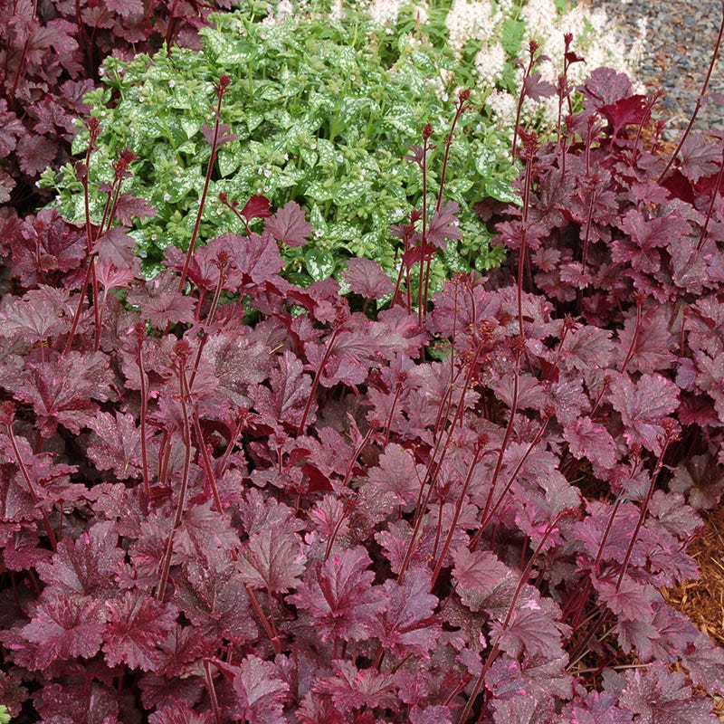 Midnight Rose Coral Bells - Image 2