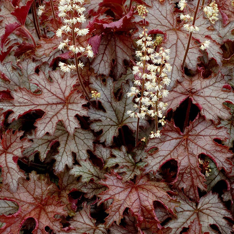 Cracked Ice Heucherella - Image 2