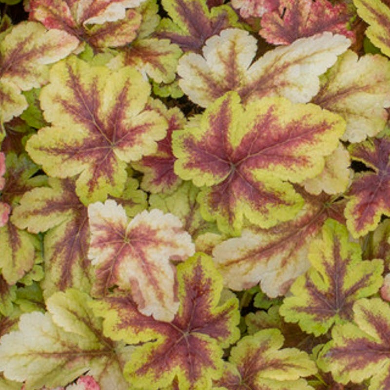 Gold Zebra Heucherella - Image 2