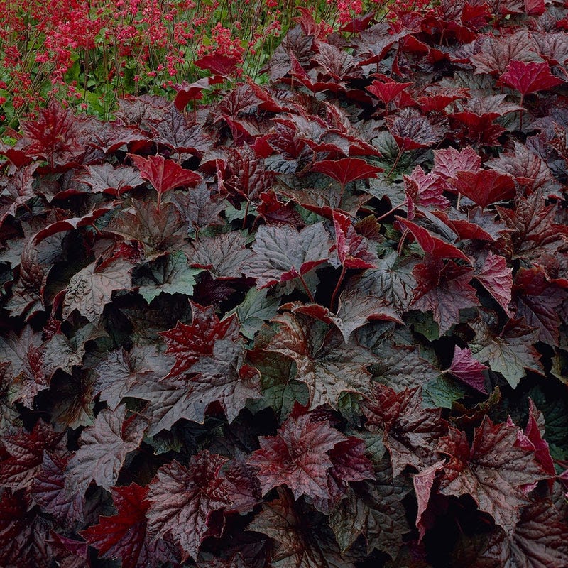 Palace Purple Coral Bells - Image 2