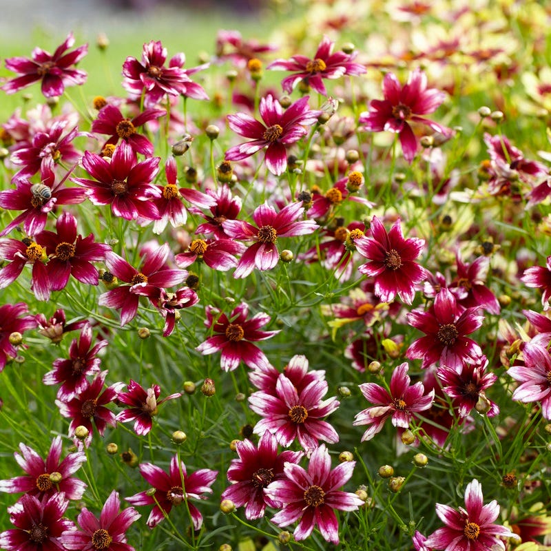 Berry Chiffon Coreopsis - Image 2