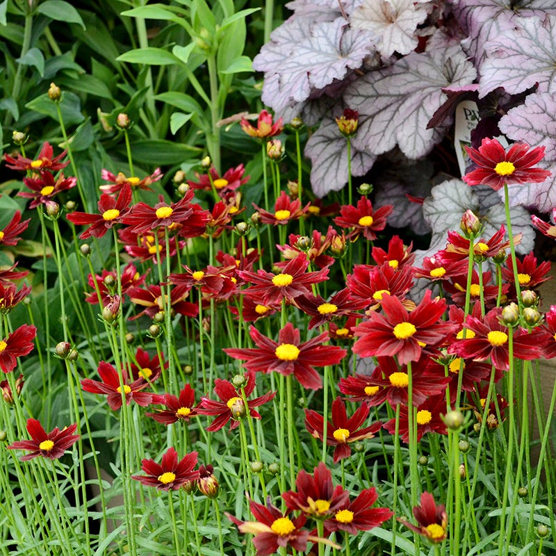 Li'l Bang™ Red Elf Coreopsis - Image 2