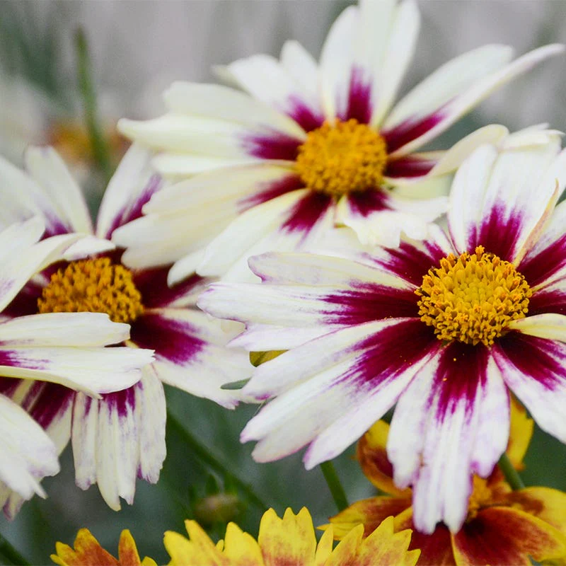 Li'l Bang™ Starlight Coreopsis - Image 2