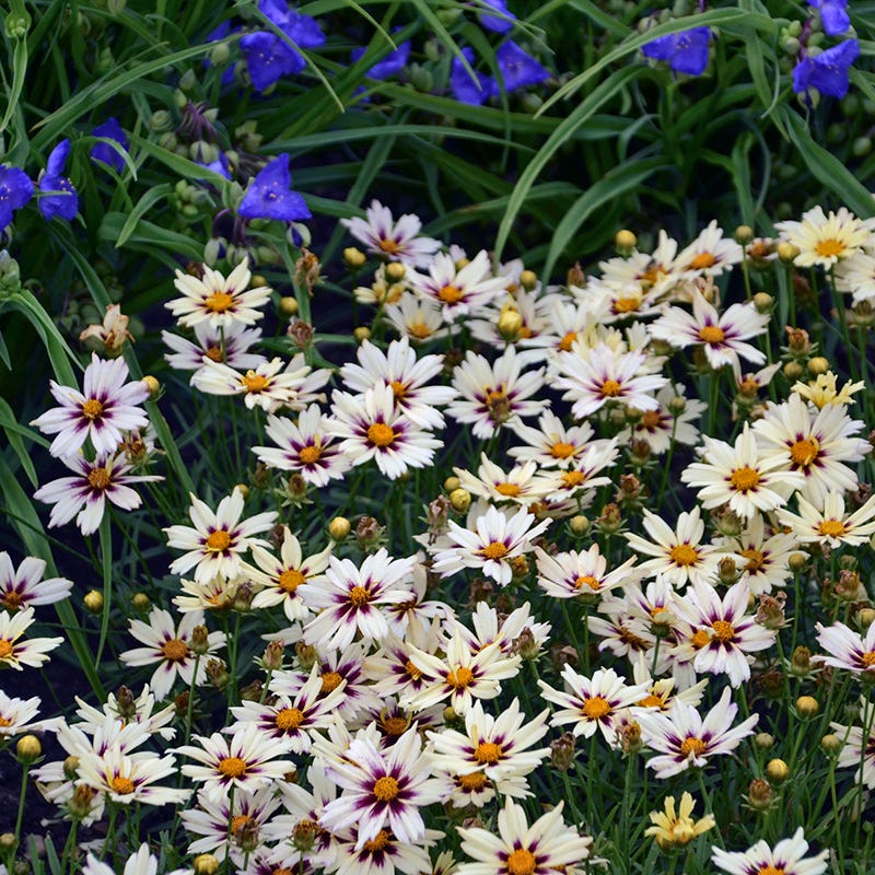 Li'l Bang™ Starlight Coreopsis - Image 3