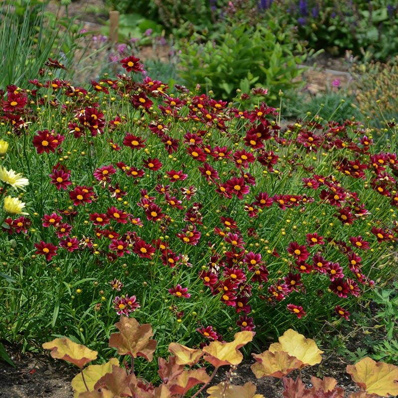 Mercury Rising Coreopsis - Image 2