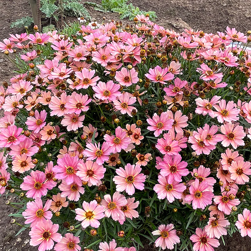 NOVA® Sunstone Coreopsis - Image 2