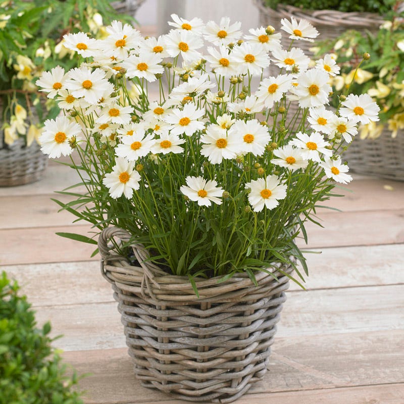 Big Bang™ Polaris Coreopsis - Image 2