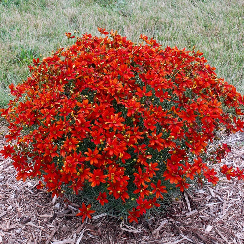 Sizzle & Spice® Crazy Cayenne Coreopsis - Image 2