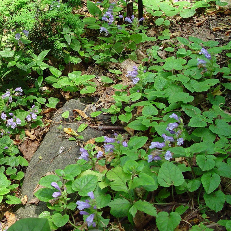 Creeping Mint - Image 3