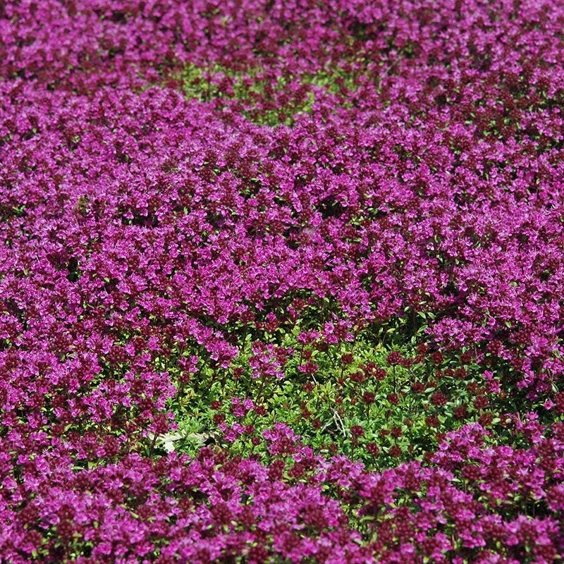 Creeping Thyme - Image 3