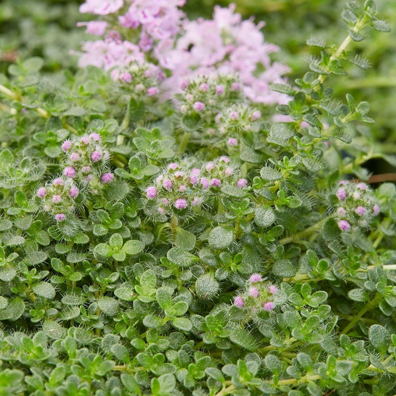 Elfin Creeping Thyme - Image 2