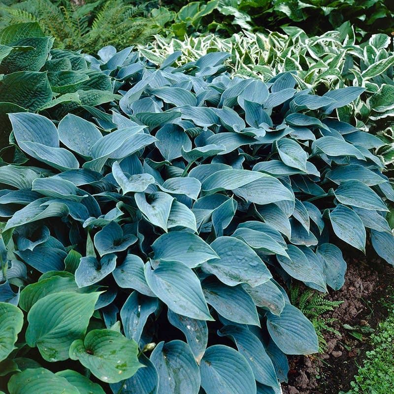 Shady Lane Curb Appeal Plant Collection - Image 5